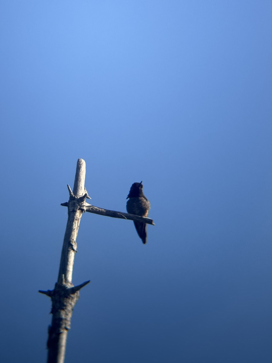 Anna's Hummingbird - ML635341111