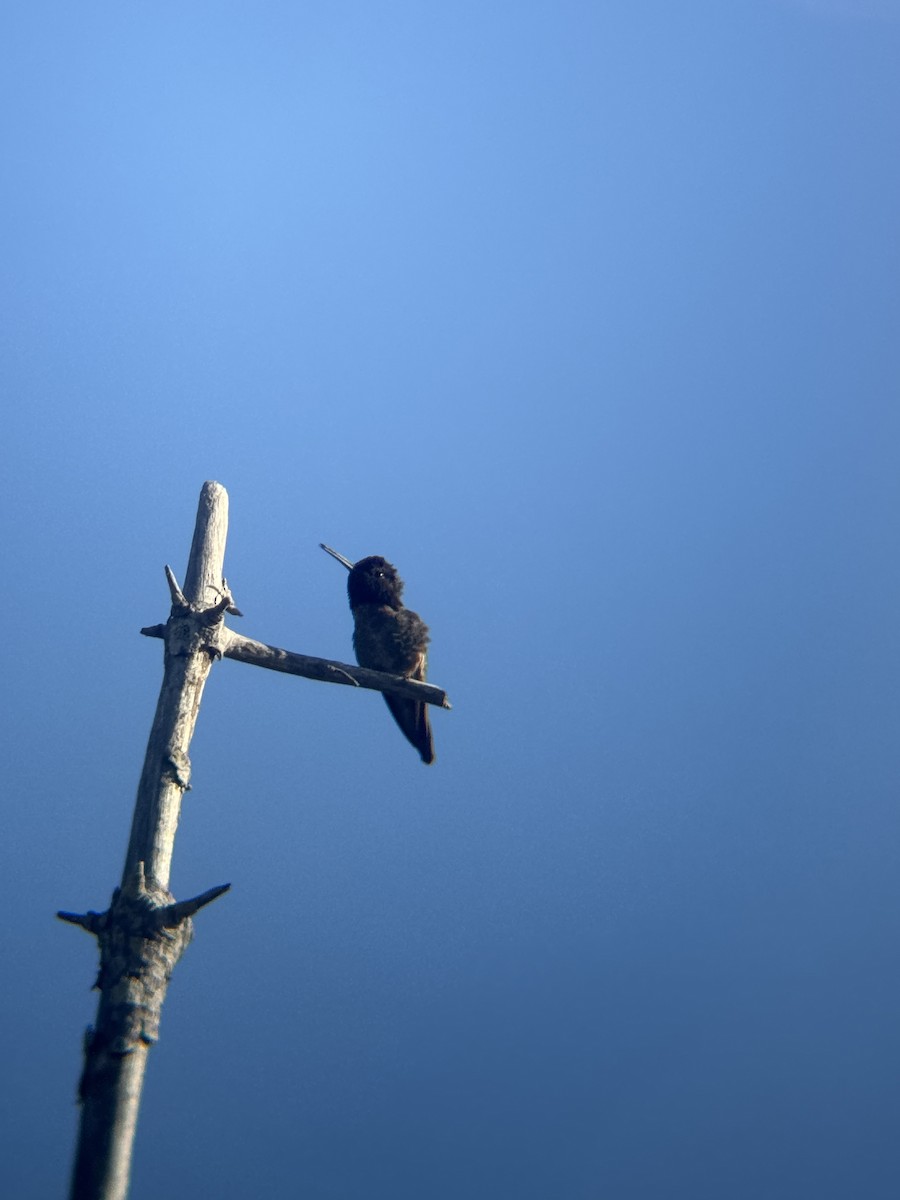 Anna's Hummingbird - ML635341112
