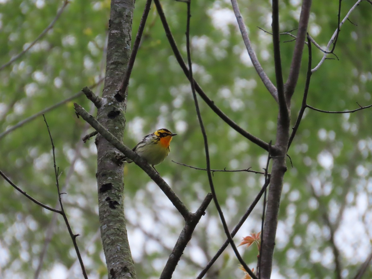 Blackburnian Warbler - ML635341118