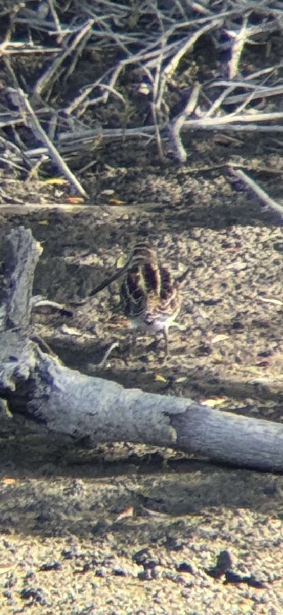 Wilson's Snipe - ML635341120