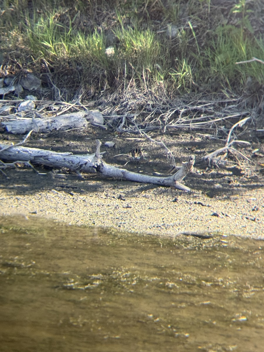 Wilson's Snipe - ML635341121