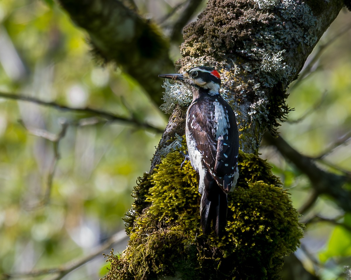 Hairy Woodpecker - ML635341159