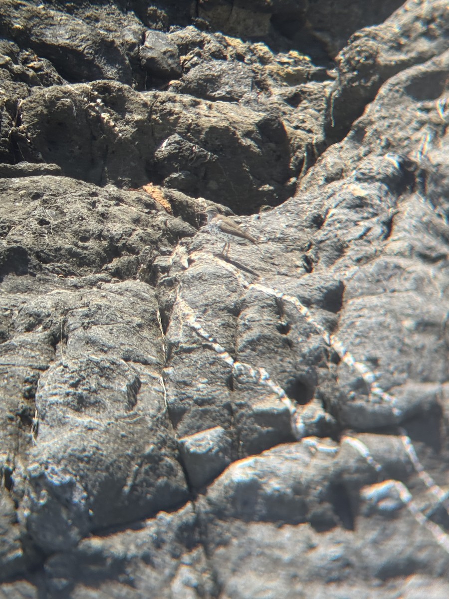 Spotted Sandpiper - ML635341186