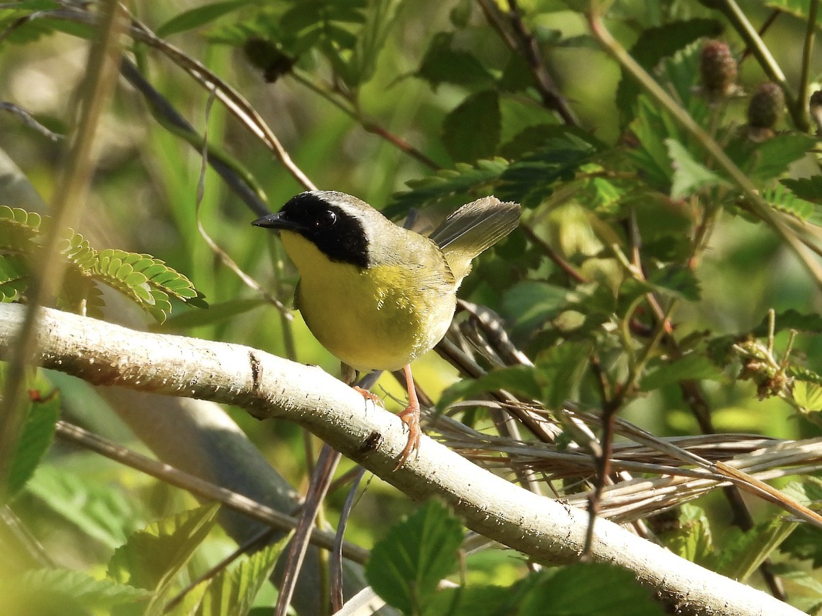 Common Yellowthroat - ML635341191