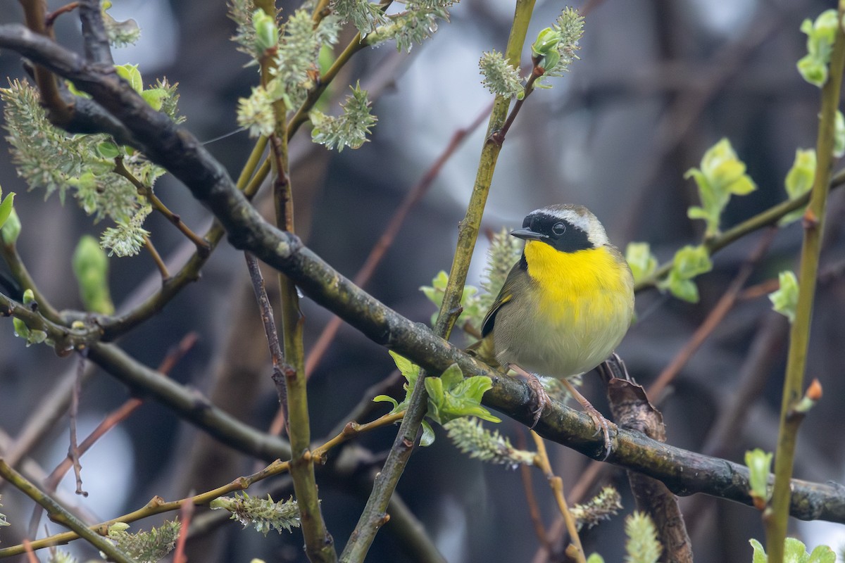 Common Yellowthroat - ML635341228