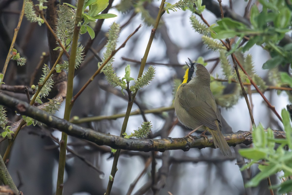 Common Yellowthroat - ML635341229