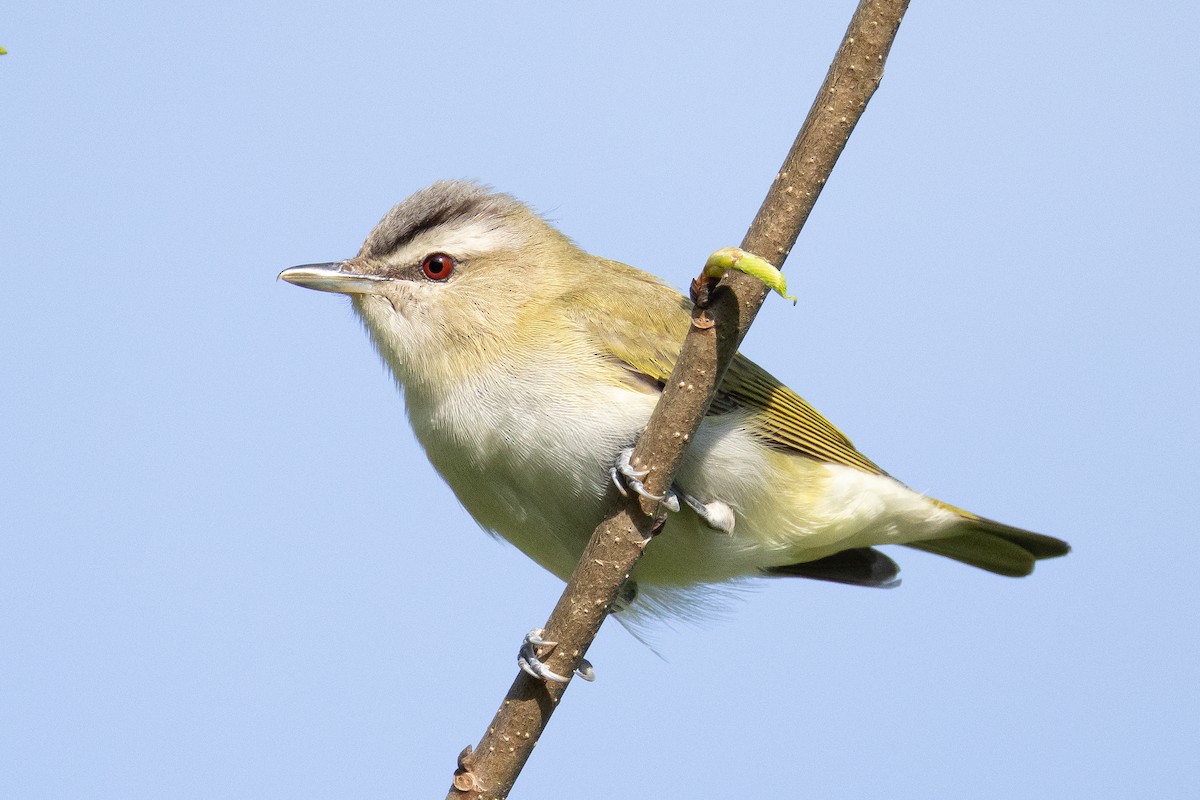 Red-eyed Vireo - ML635341243
