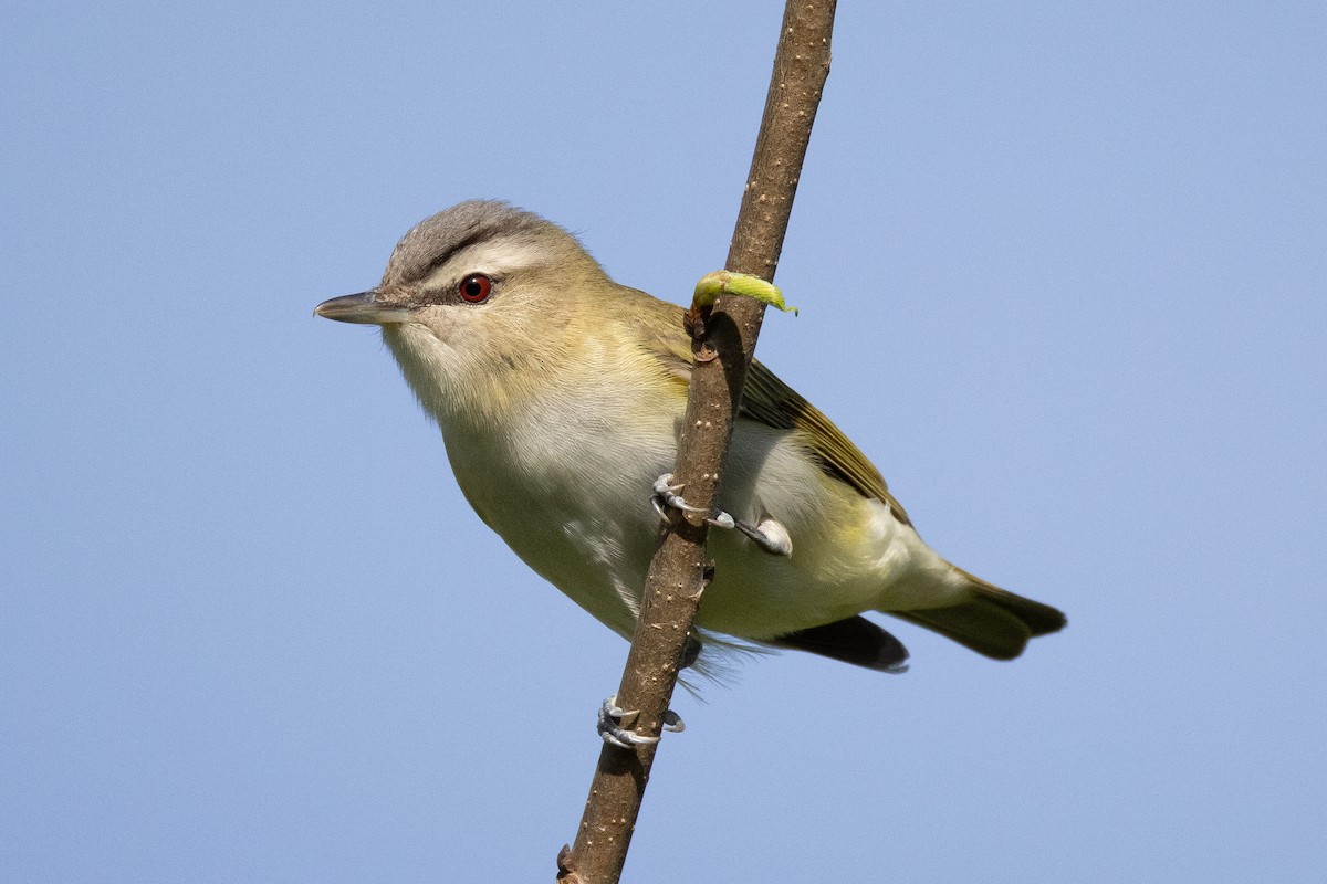 Red-eyed Vireo - ML635341244