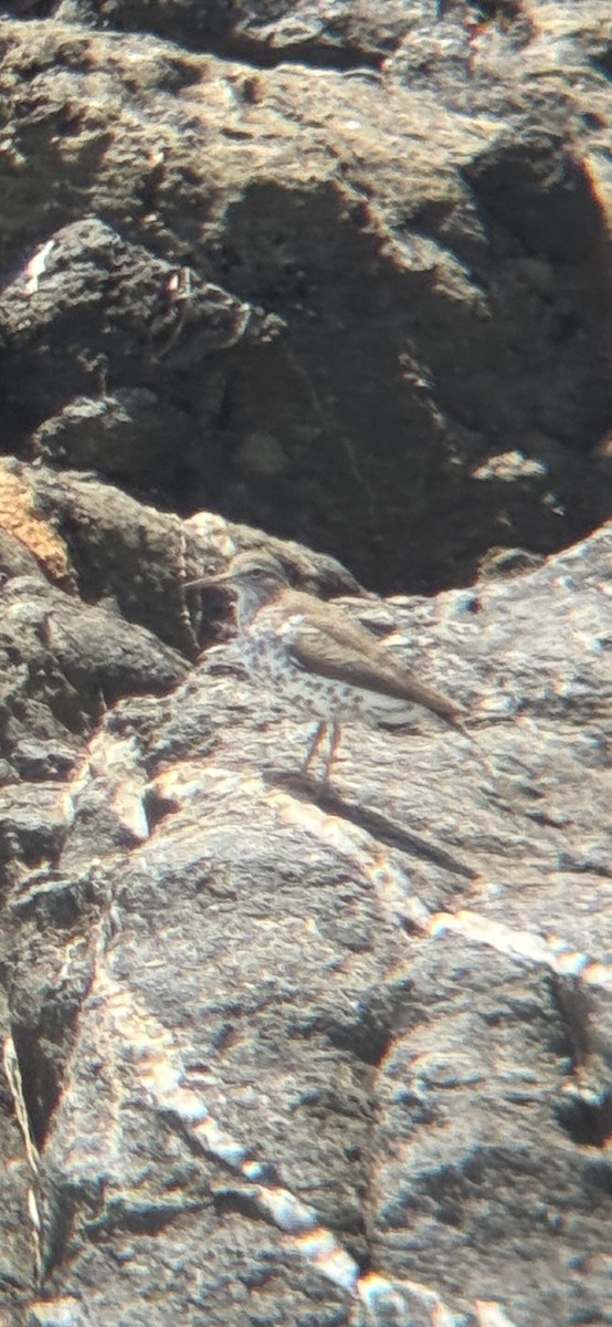 Spotted Sandpiper - ML635341313