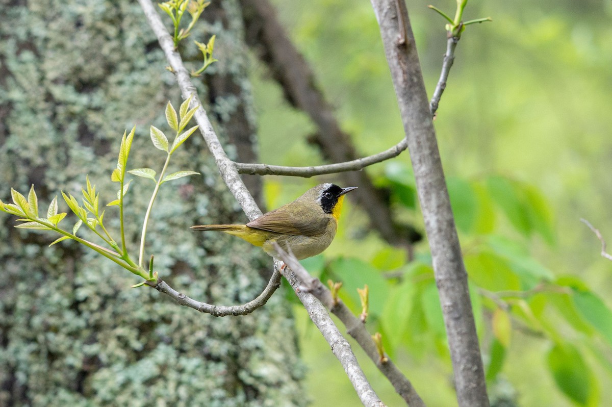 Common Yellowthroat - ML635341345