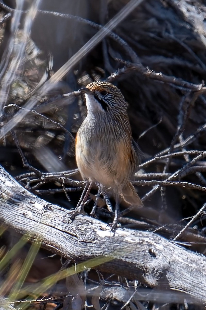 Striated Grasswren - ML635341348