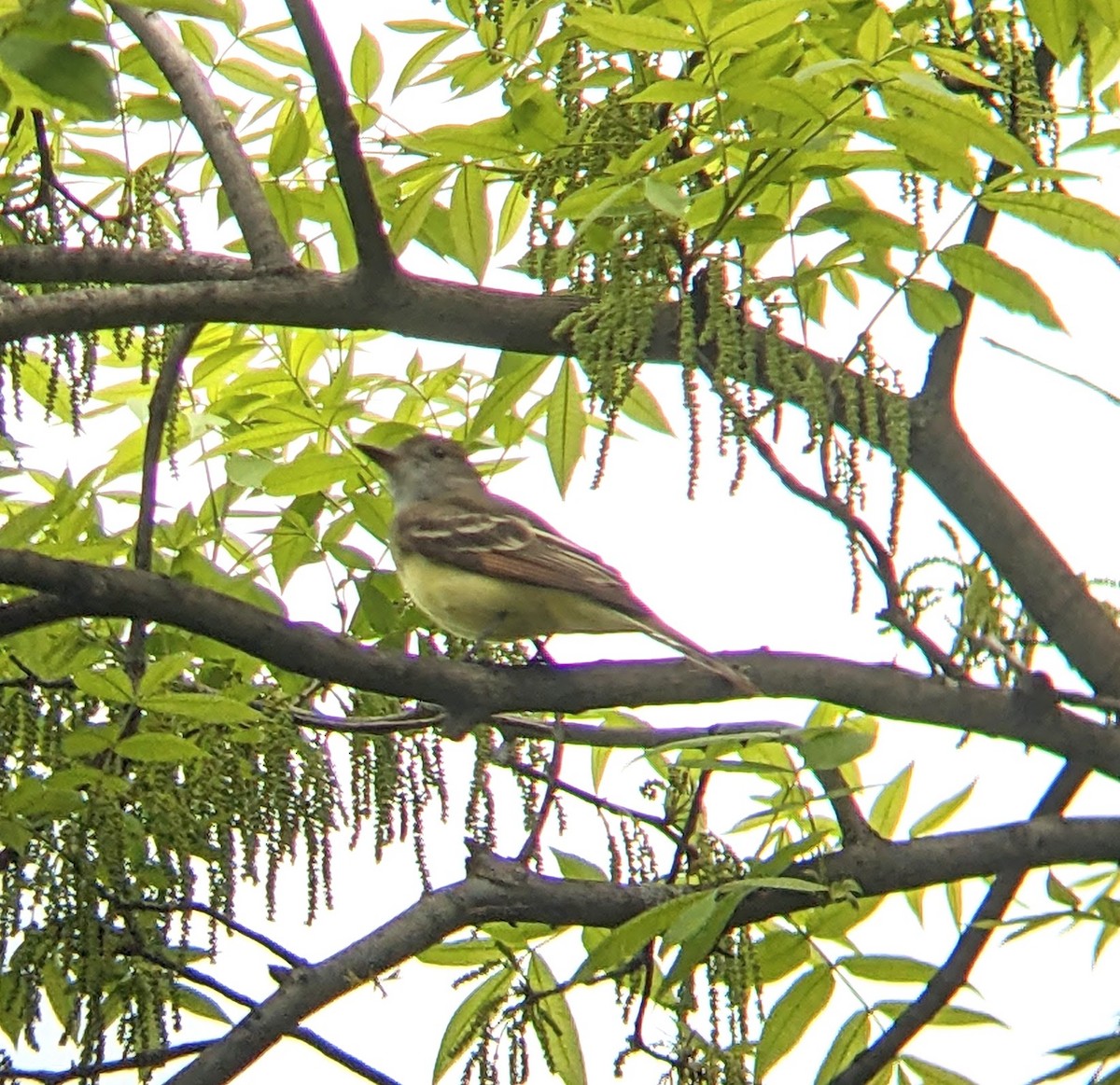 Great Crested Flycatcher - ML635341370