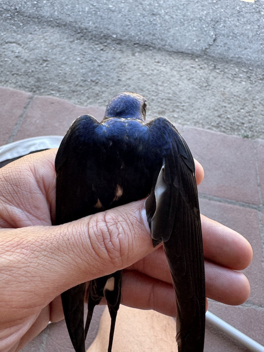 Barn Swallow (American) - ML635341373
