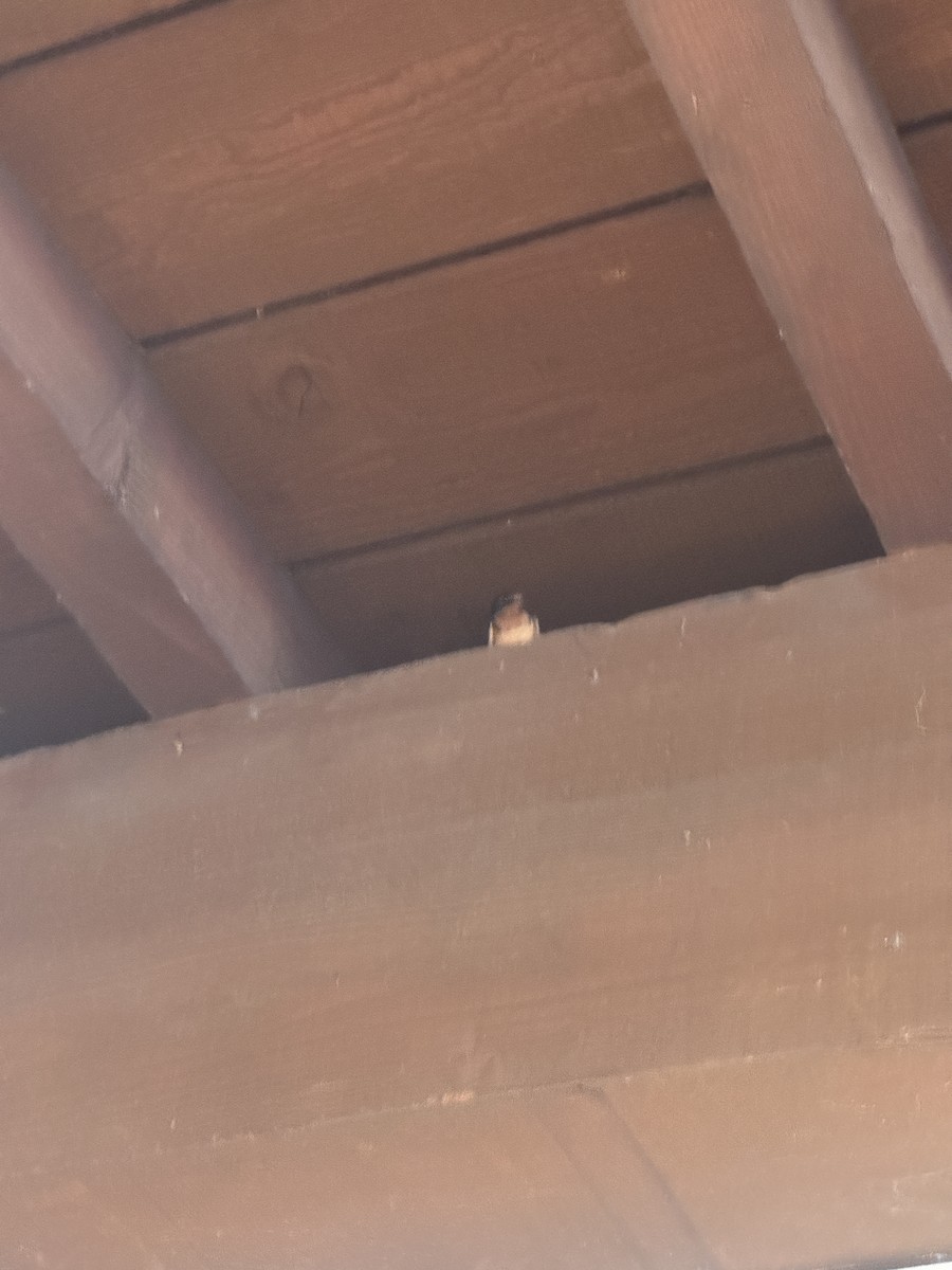 Barn Swallow (American) - ML635341374