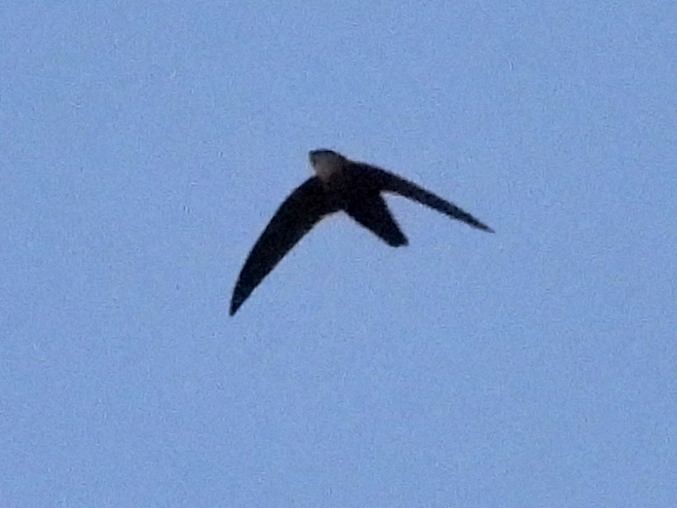 Chimney Swift - ML635341522