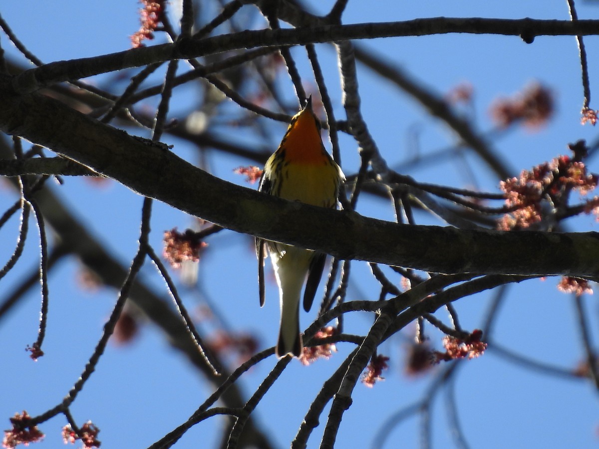 Blackburnian Warbler - ML635341525