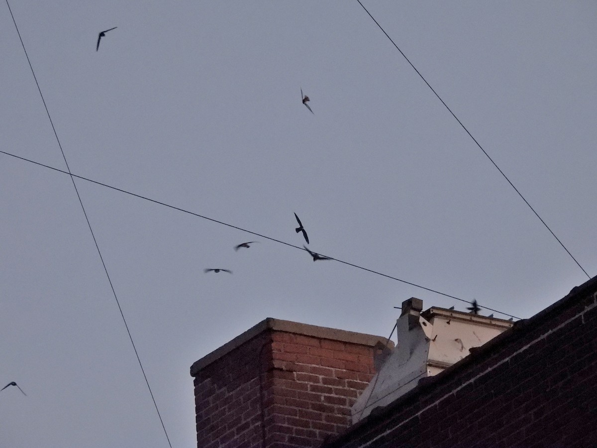 Chimney Swift - ML635341529