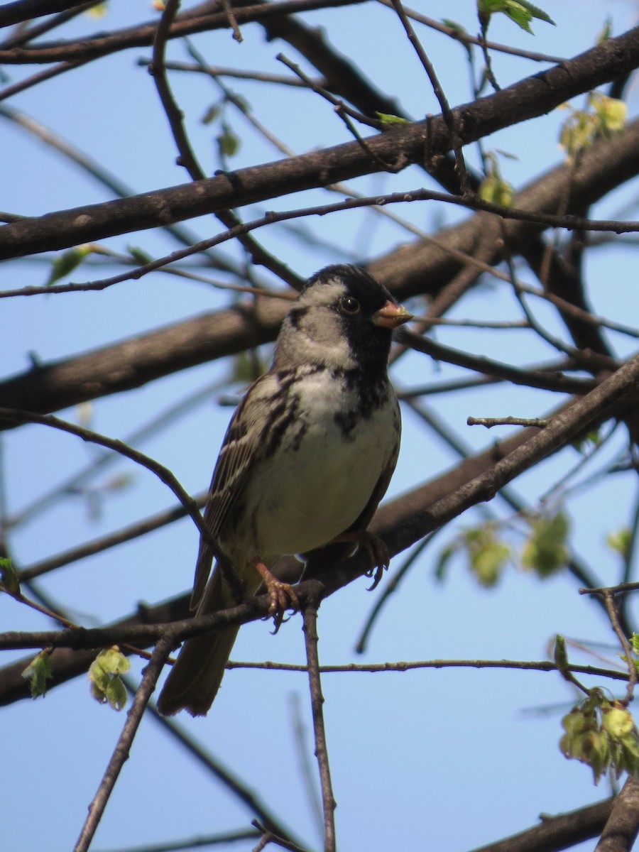 Harris's Sparrow - ML635341552
