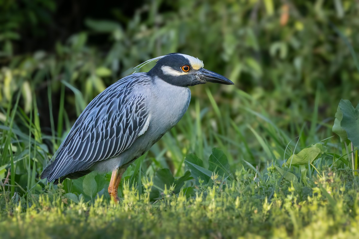 Yellow-crowned Night Heron - ML635341557