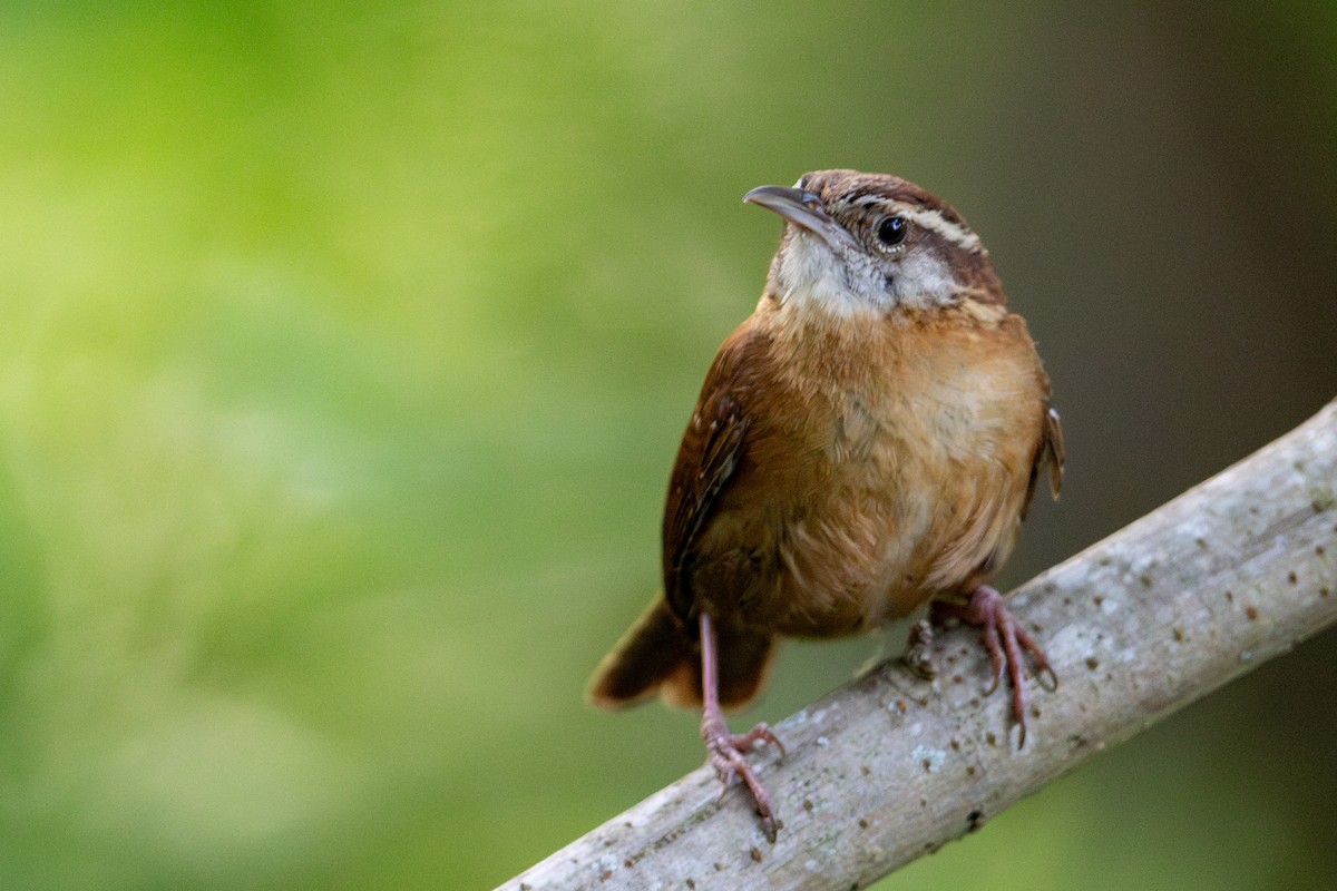Carolina Wren - ML635341600