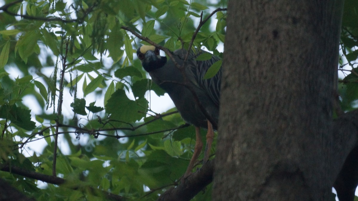 Yellow-crowned Night Heron - ML635341677