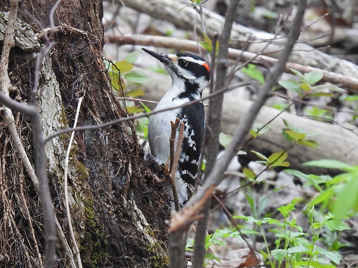 Hairy Woodpecker - ML635341705