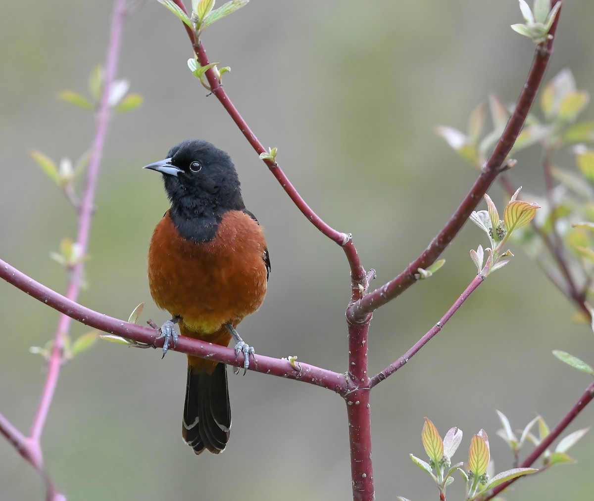 Orchard Oriole - ML635341821