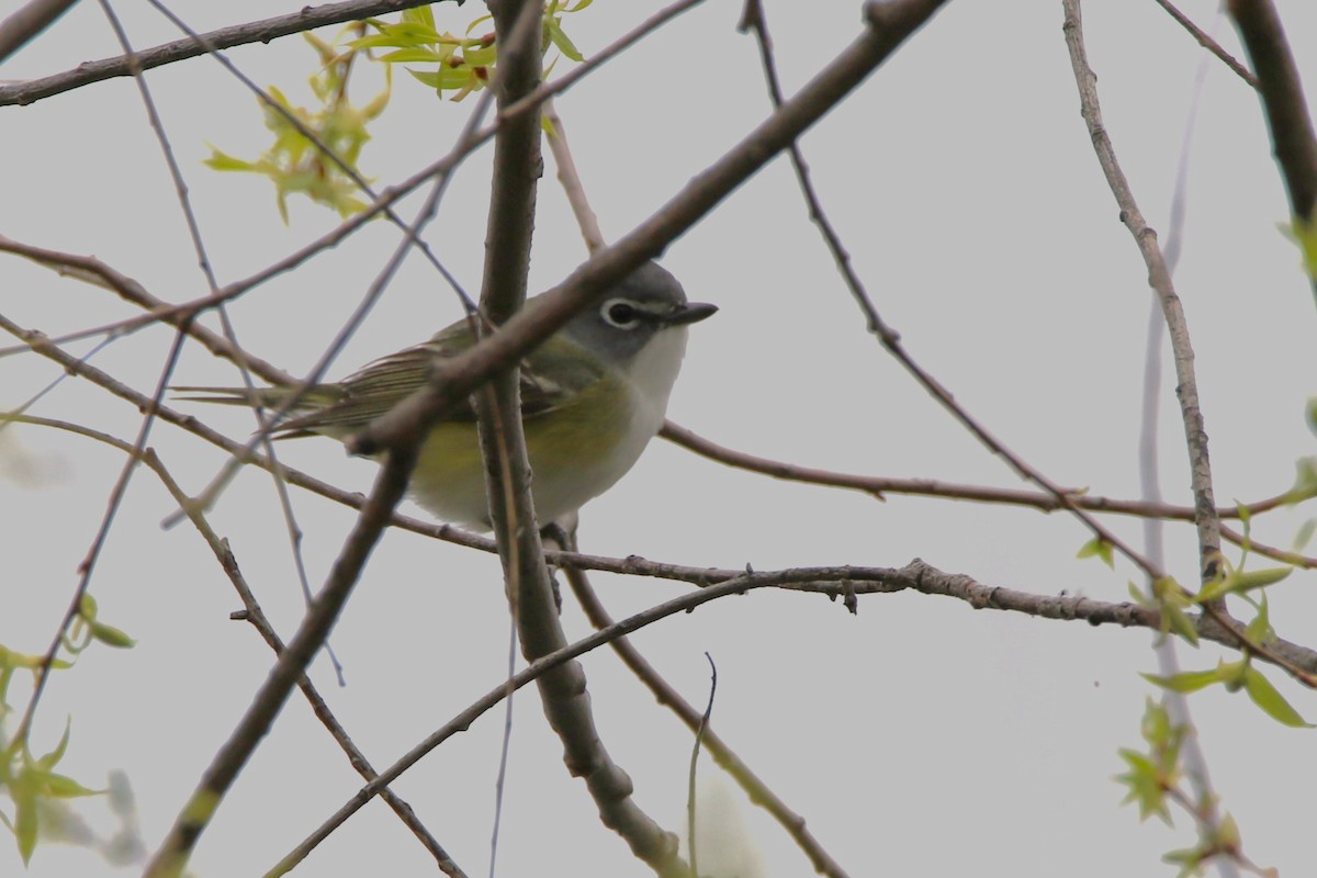 Blue-headed Vireo - ML635341852