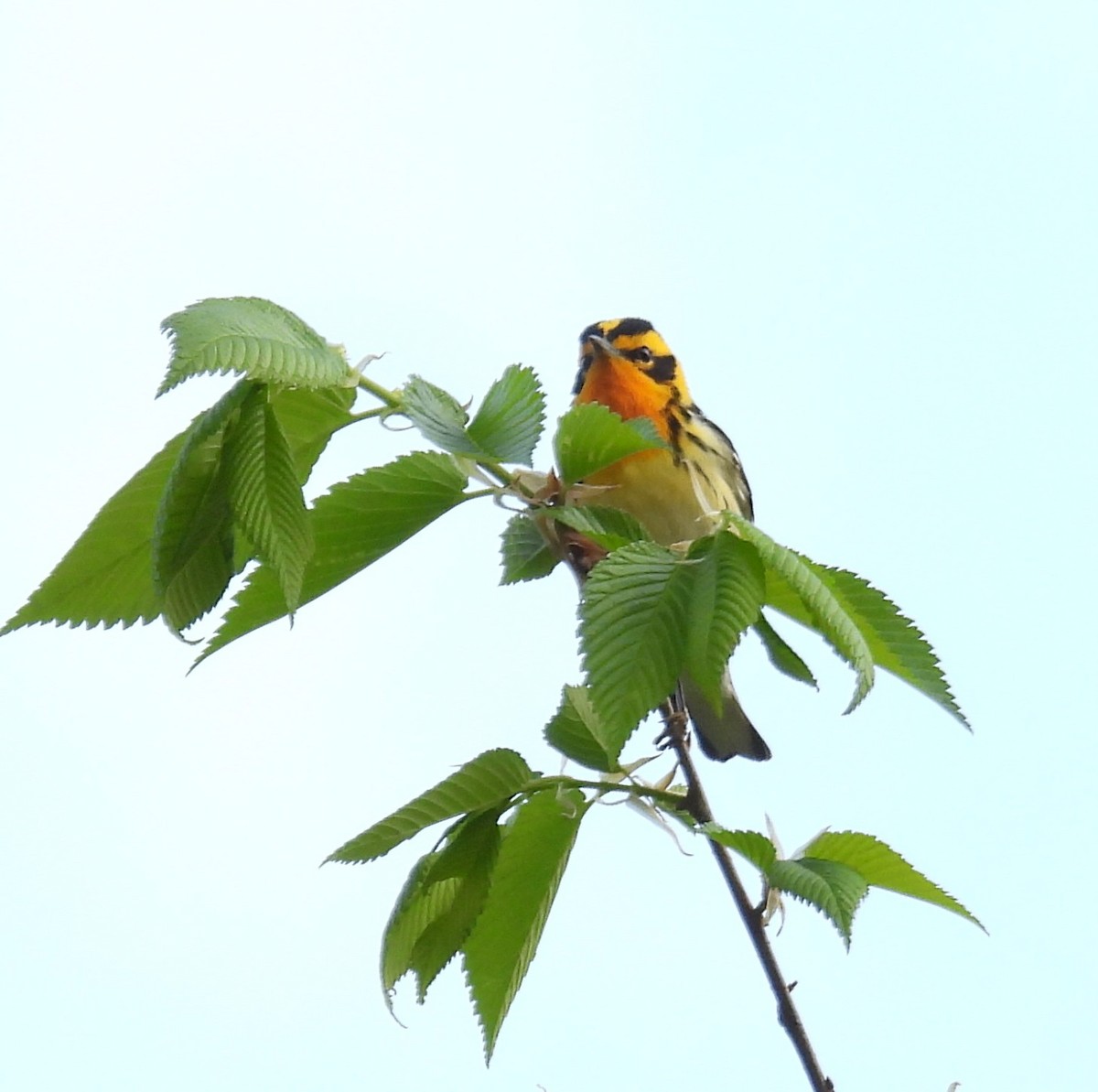 Blackburnian Warbler - ML635341869