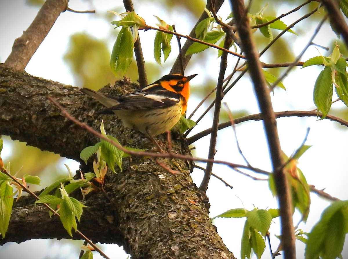 Blackburnian Warbler - ML635341870