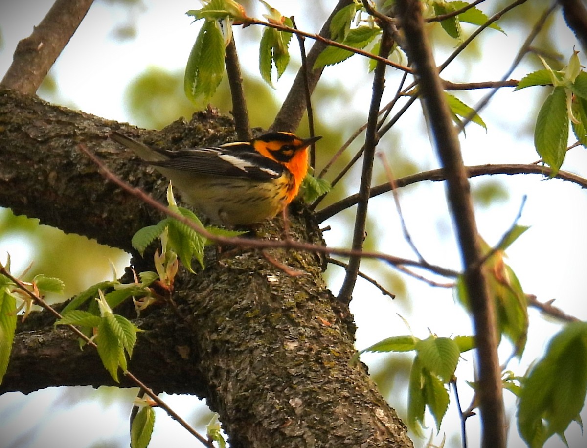 Blackburnian Warbler - ML635341872