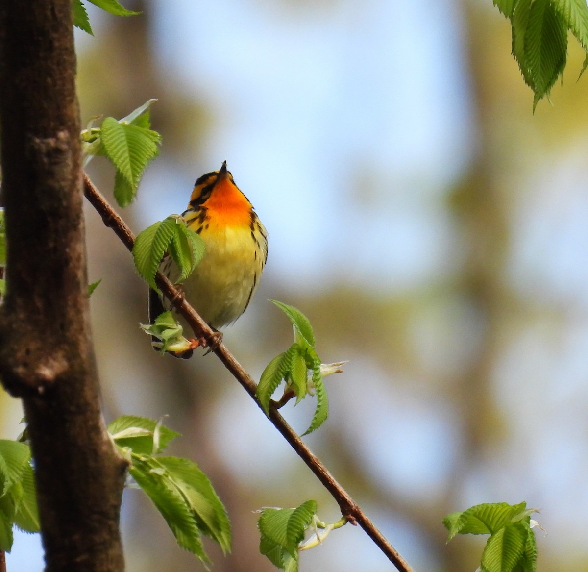 Blackburnian Warbler - ML635341874