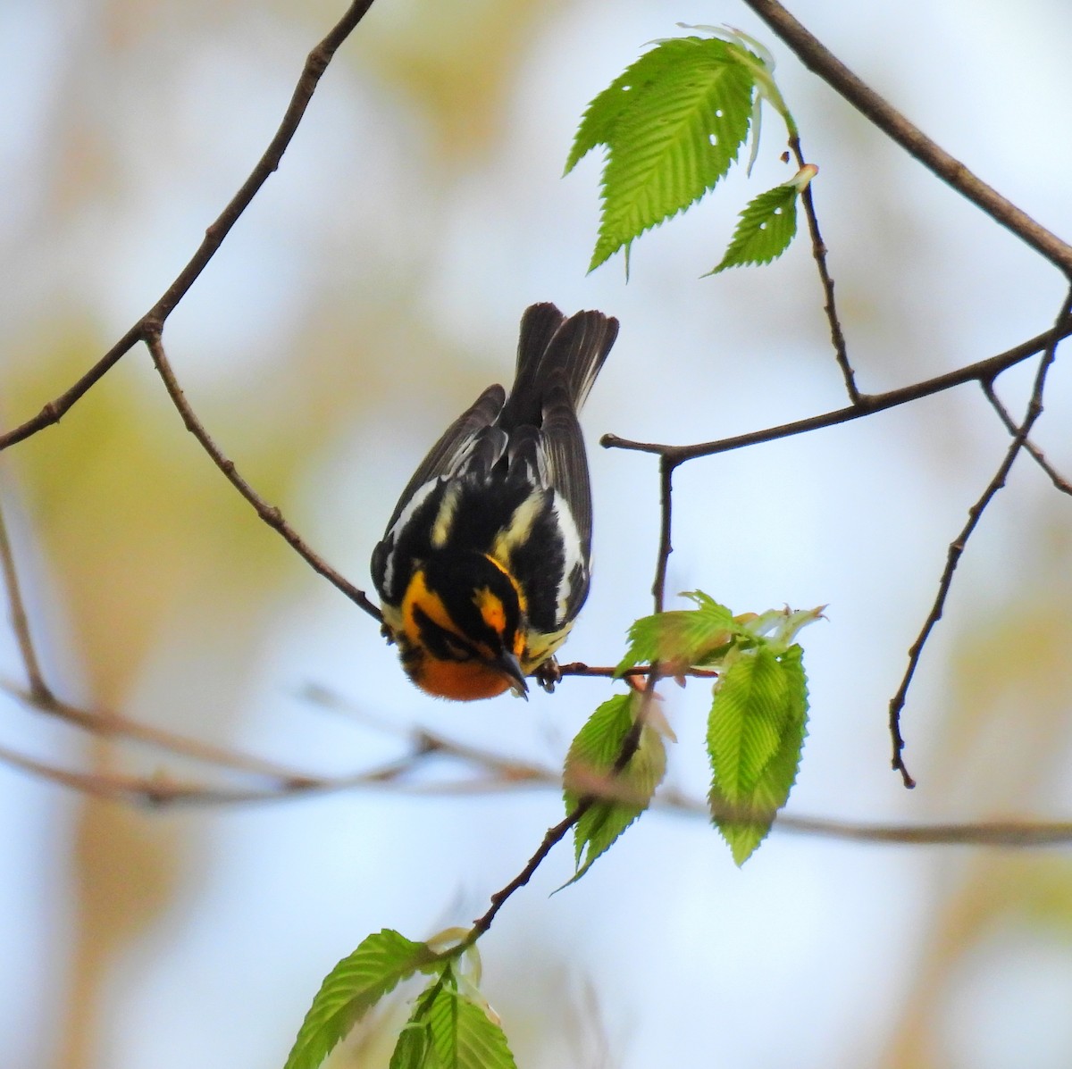 Blackburnian Warbler - ML635341875
