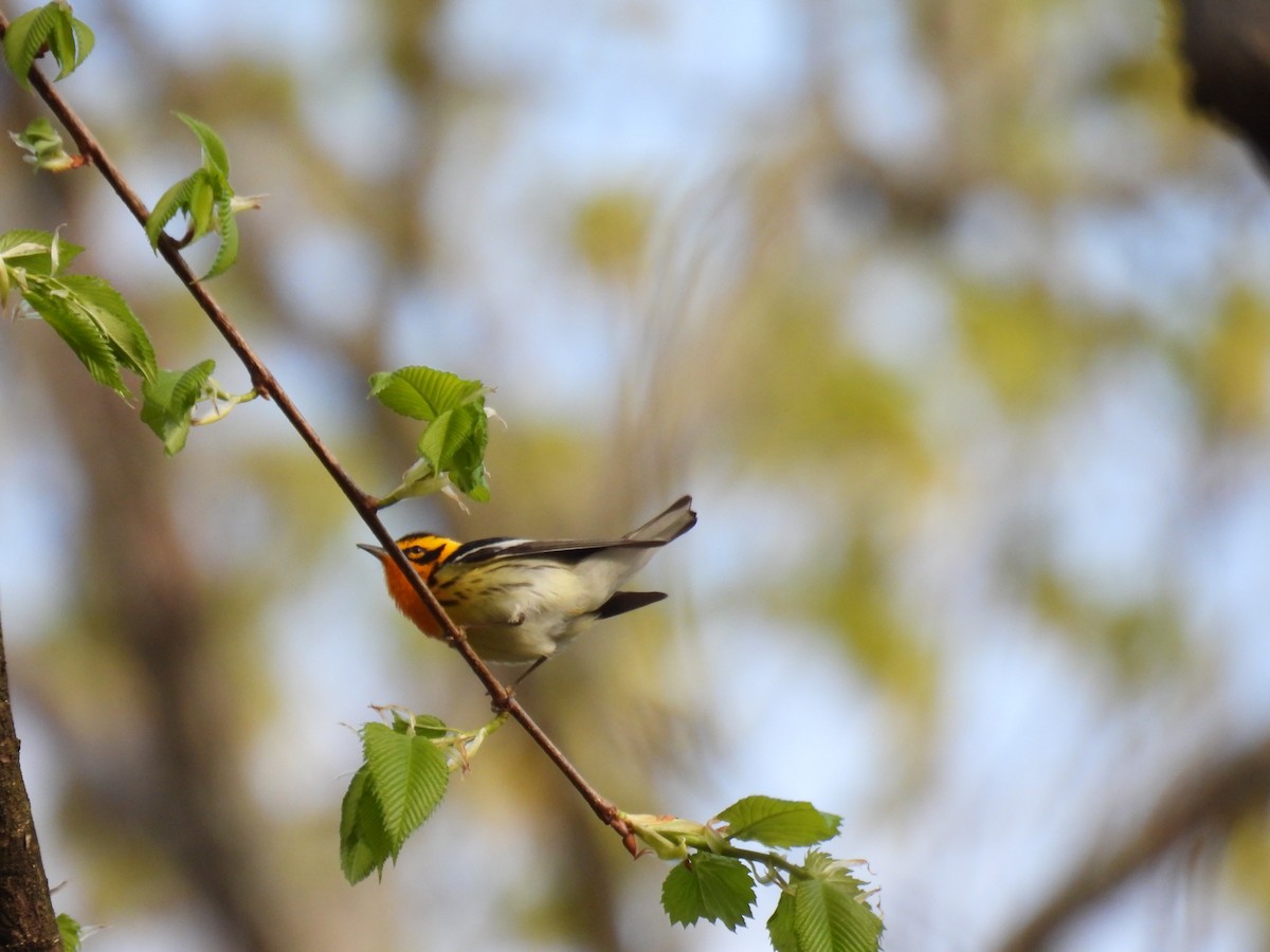 Blackburnian Warbler - ML635341876