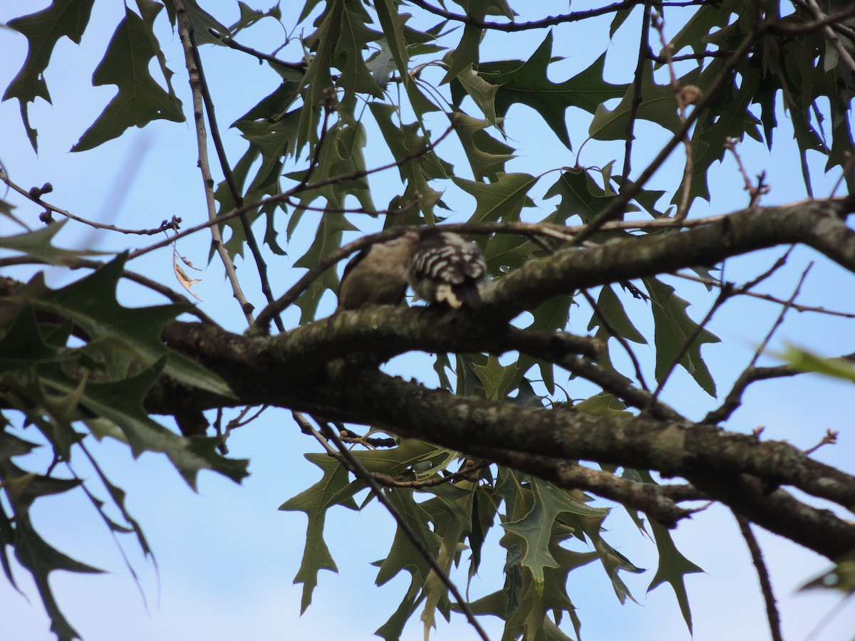 Downy Woodpecker - ML635341956