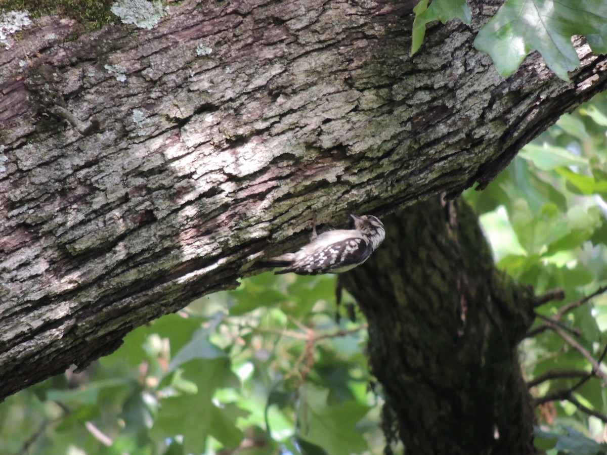 Downy Woodpecker - ML635341957