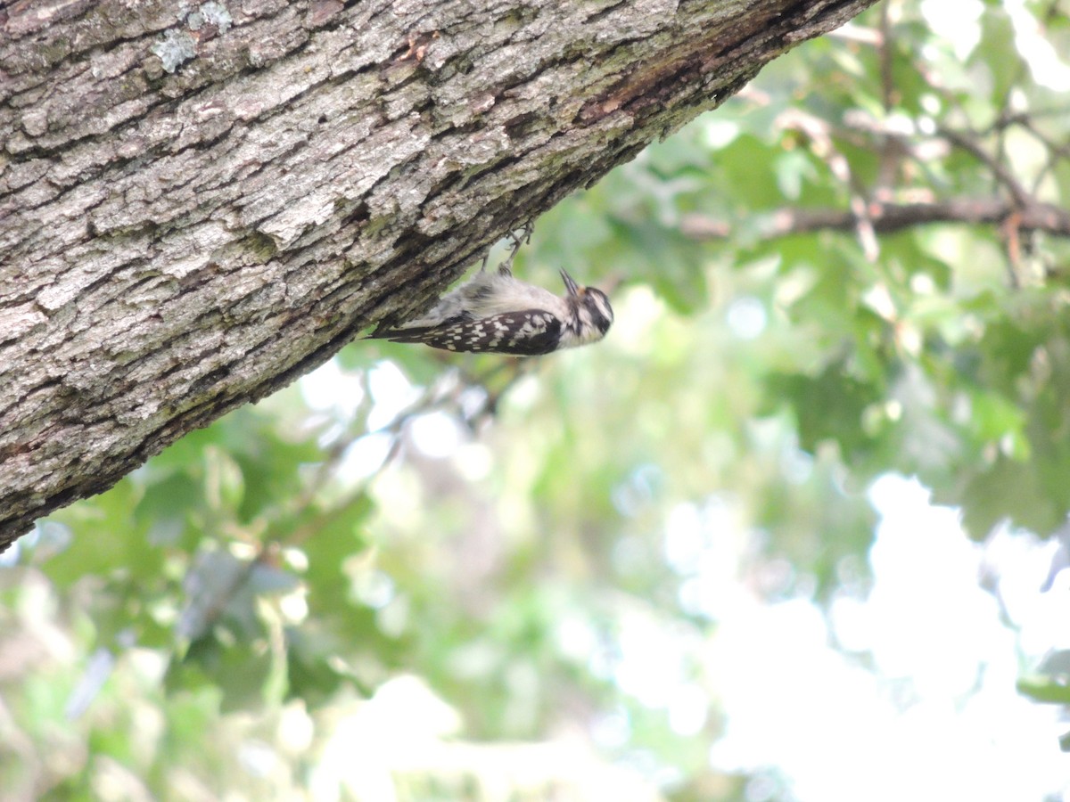 Downy Woodpecker - ML635341959