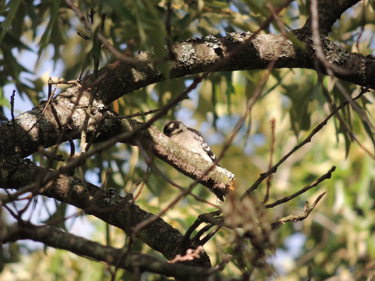 Downy Woodpecker - ML635341960
