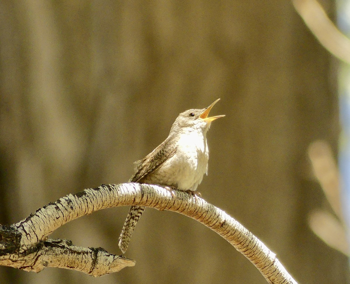 Northern House Wren - ML635341962