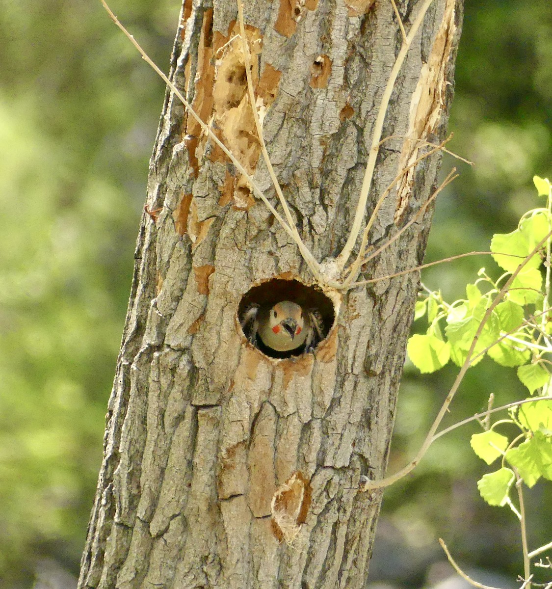 Northern Flicker - ML635341982