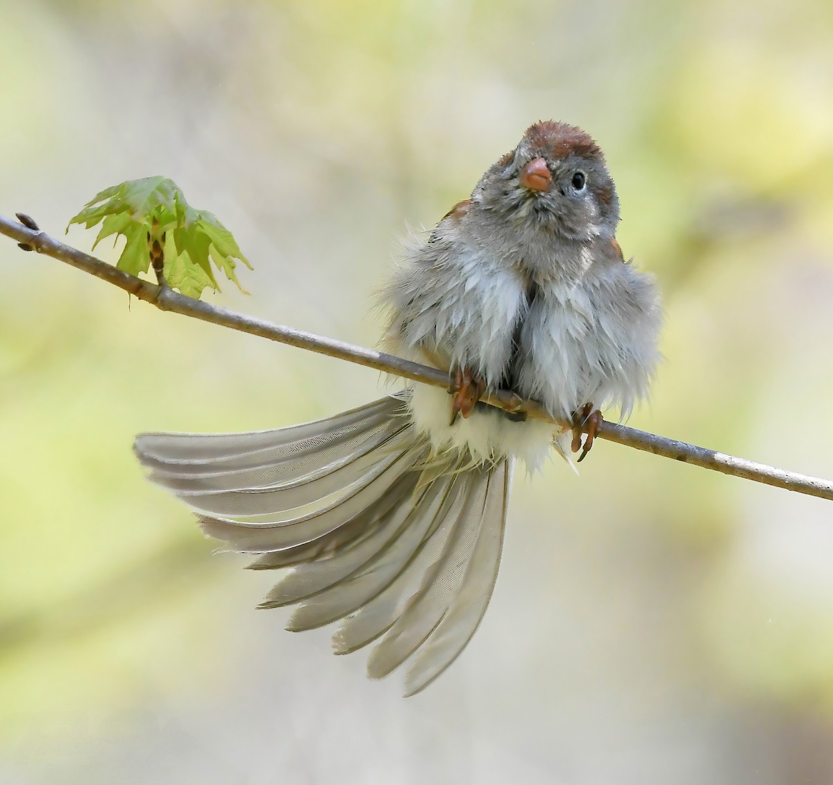 Field Sparrow - ML635341988