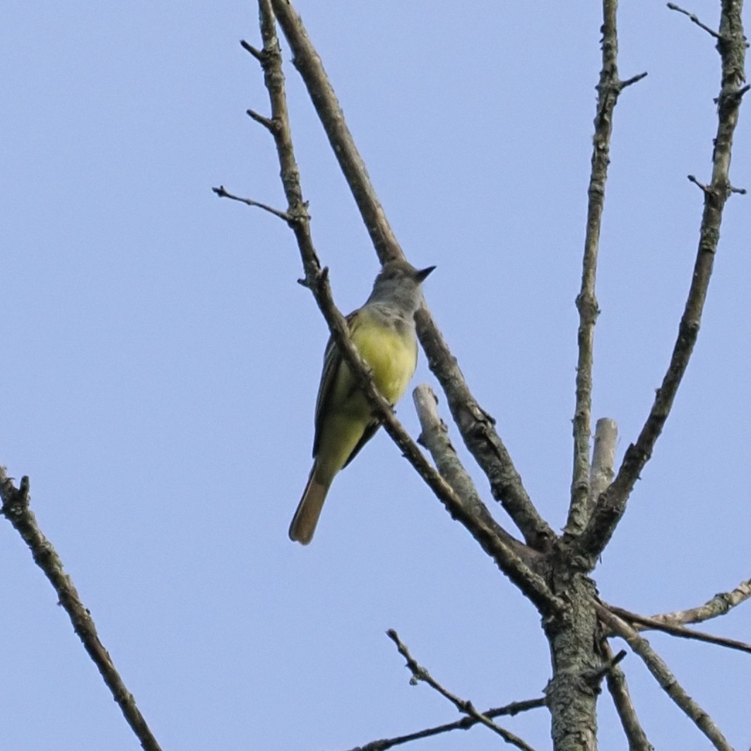 Great Crested Flycatcher - ML635342040