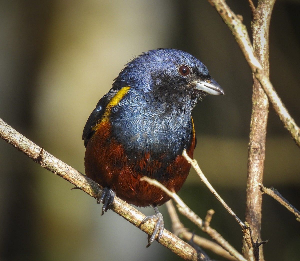 Chestnut-bellied Euphonia - ML635342044