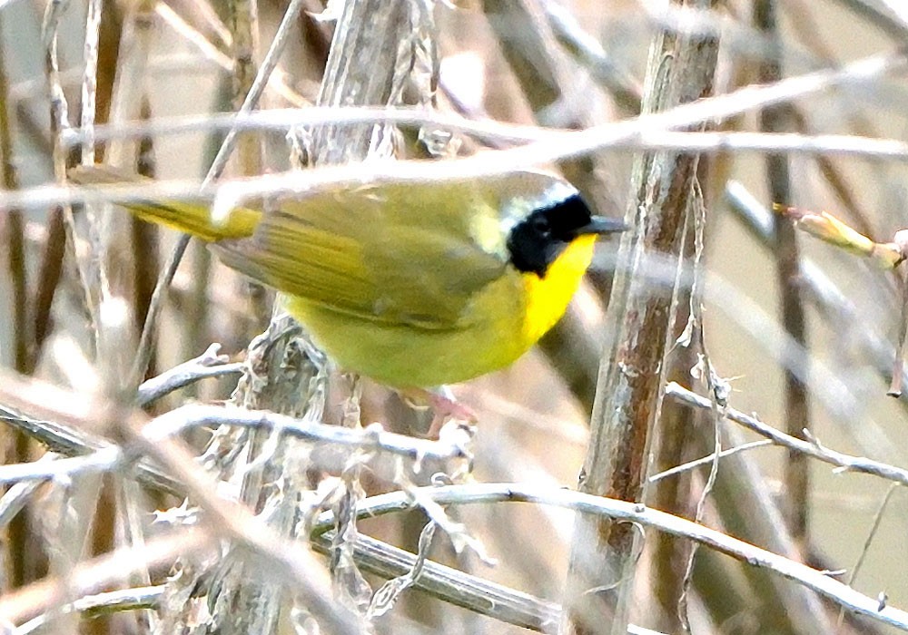 Common Yellowthroat - ML635342074