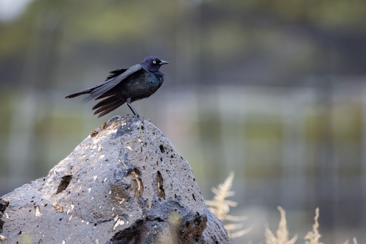 Brewer's Blackbird - ML635342110