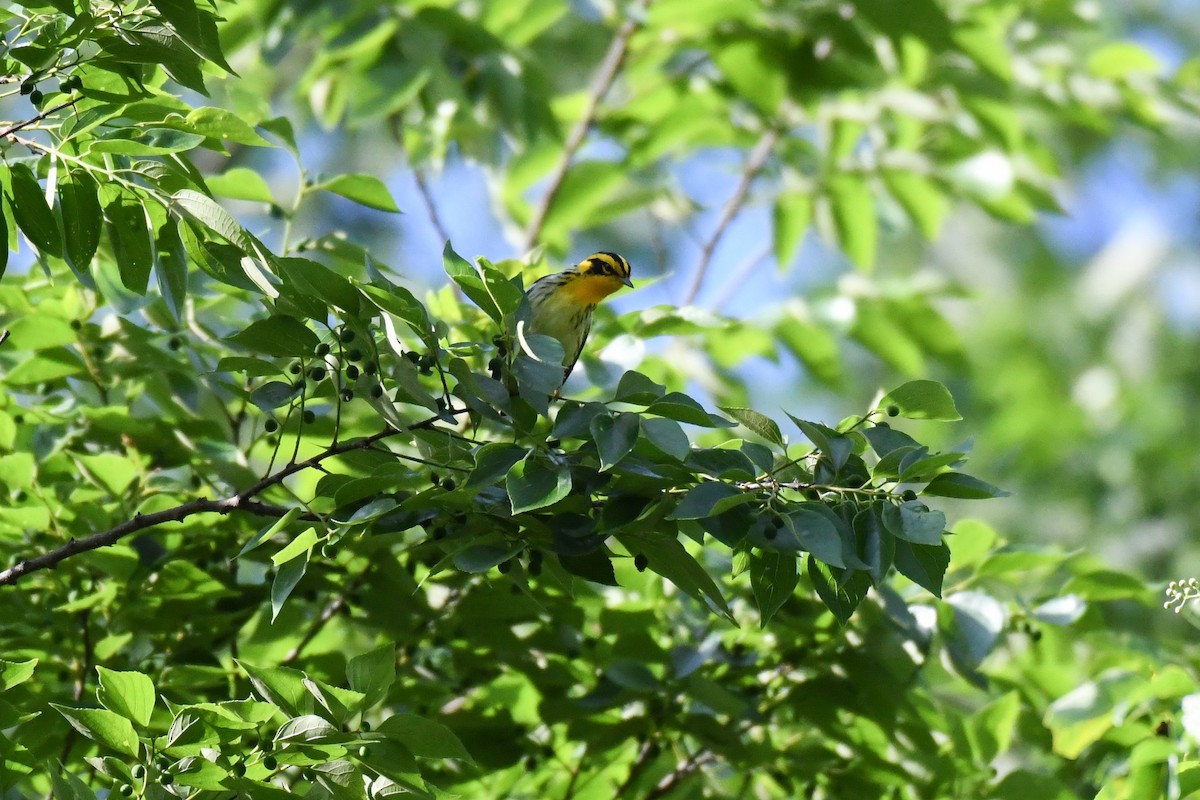 Blackburnian Warbler - ML635342140