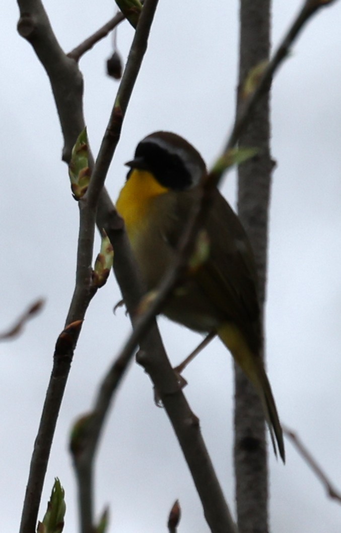Common Yellowthroat - ML635342146