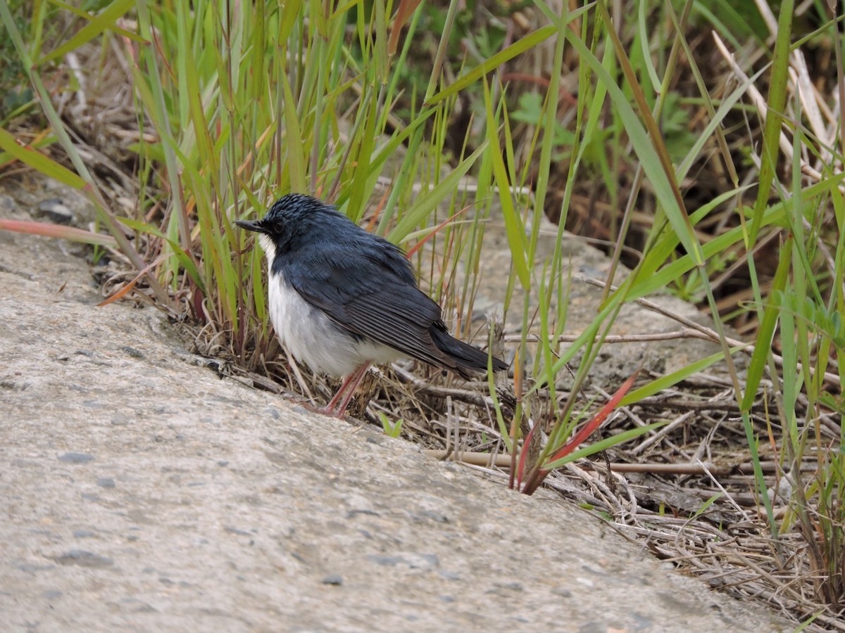Siberian Blue Robin - ML635342151