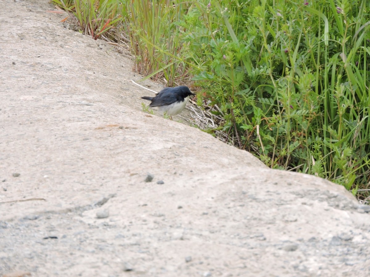 Siberian Blue Robin - ML635342159