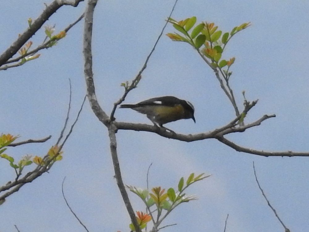 Bananaquit - ML635342183